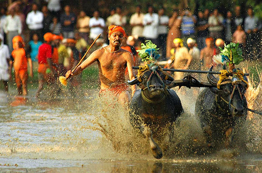 kambala ban